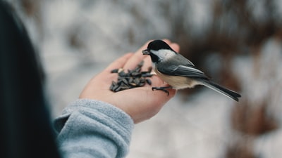 吃坚果时栖息在人右手上的鸟